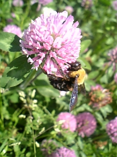 e0016828_2129820.jpg
