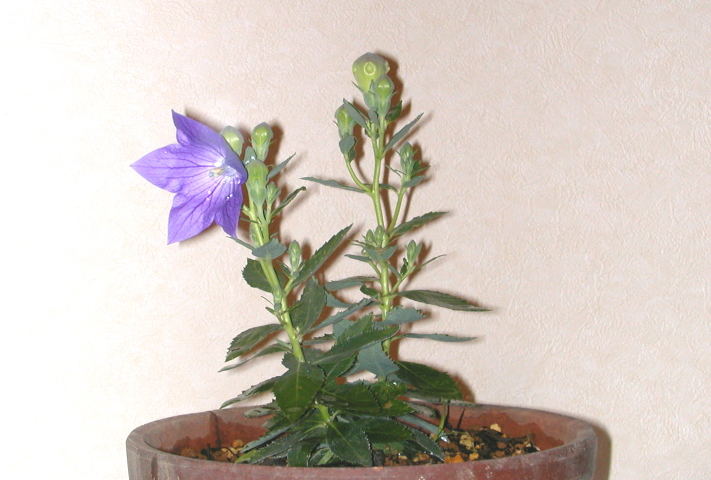 e0033229_20342757.jpg