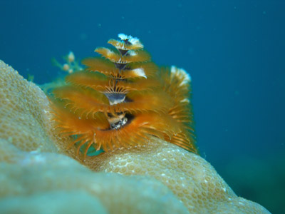 b0062363_9574140.jpg