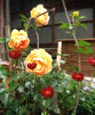 d0077603_10424599.jpg