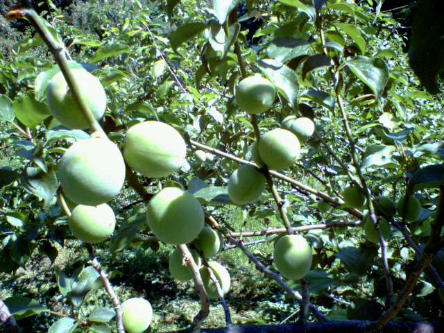 c0008906_1123133.jpg