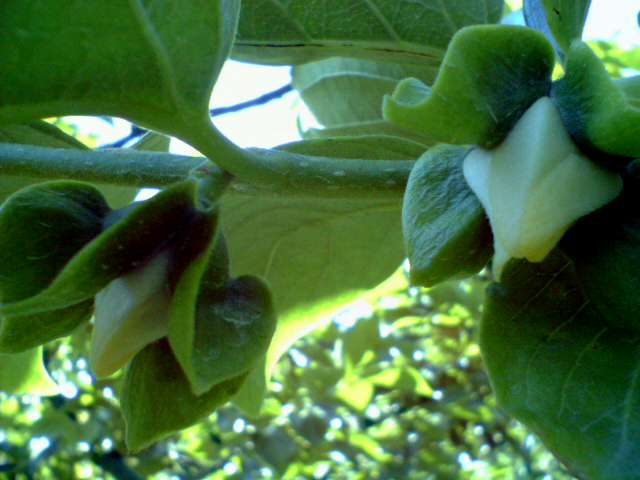 c0008906_11244429.jpg