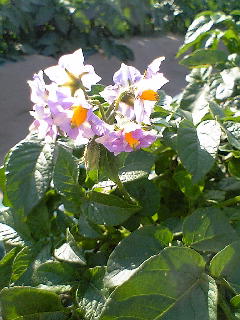 c0118013_1462599.jpg