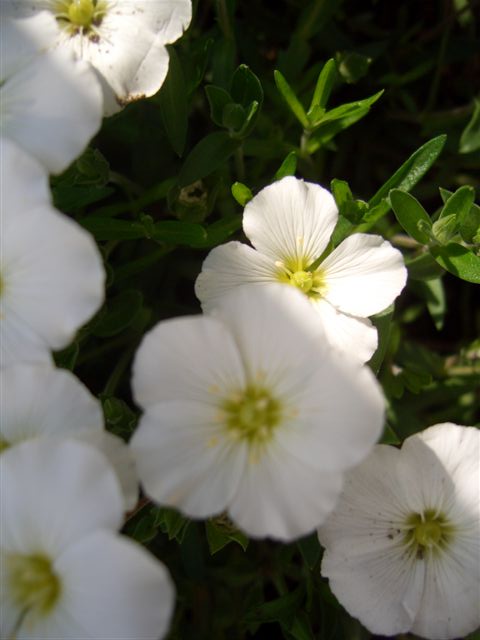 e0066733_1636949.jpg