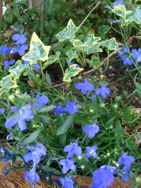 c0100534_9224912.jpg