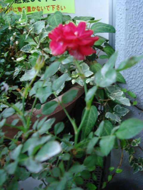 c0100534_9225948.jpg