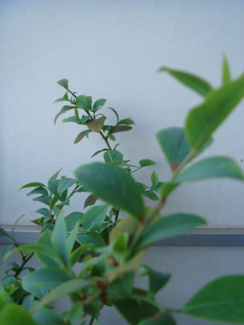 c0100534_923834.jpg