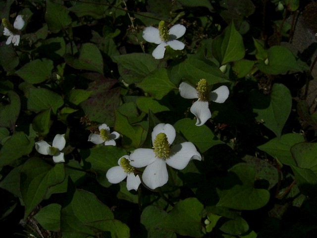 f0127441_1316386.jpg