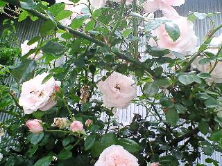 b0021251_12382210.jpg