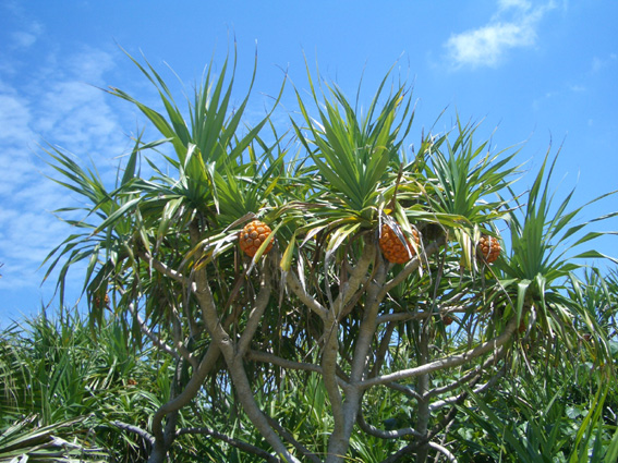b0002156_9491727.jpg