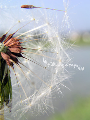 c0051385_1252314.jpg