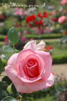 c0051385_258680.jpg