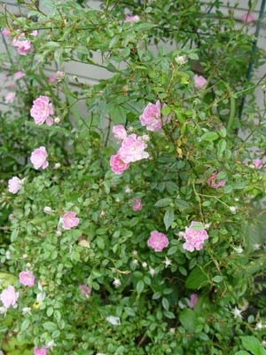 e0008586_22114828.jpg