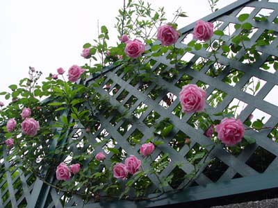 e0008586_22131383.jpg