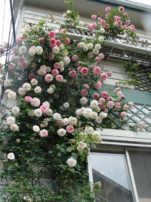 e0008586_224529.jpg