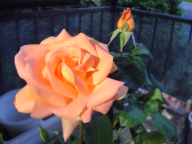 f0052603_22151930.jpg