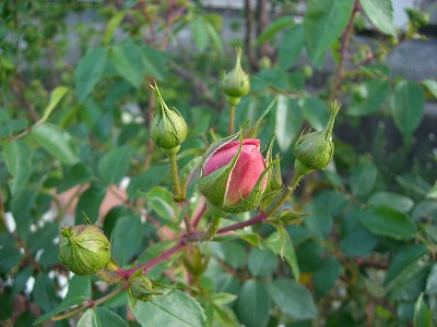 c0117007_2027977.jpg