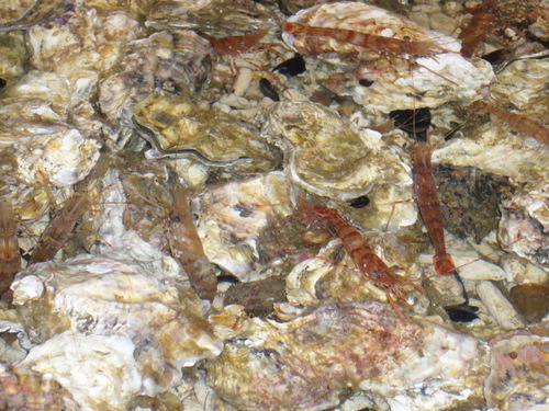 d0087418_0354771.jpg