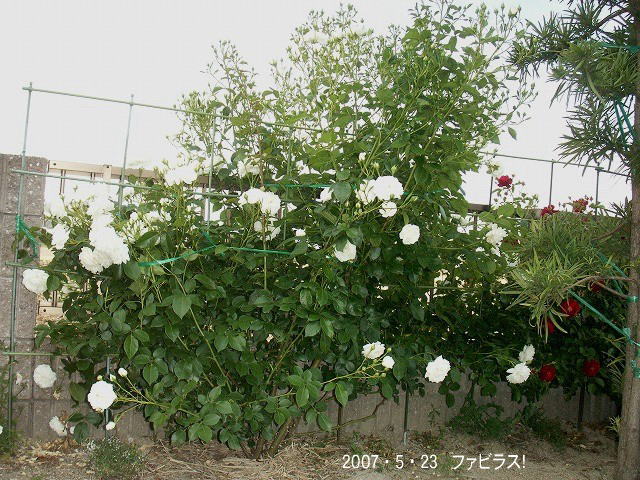 e0072023_2148482.jpg