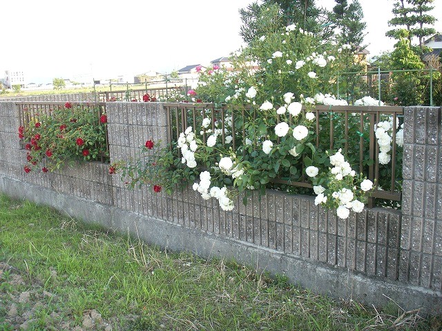 e0072023_2155383.jpg