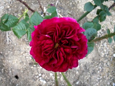 e0072023_2234886.jpg