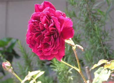 f0128723_19422373.jpg