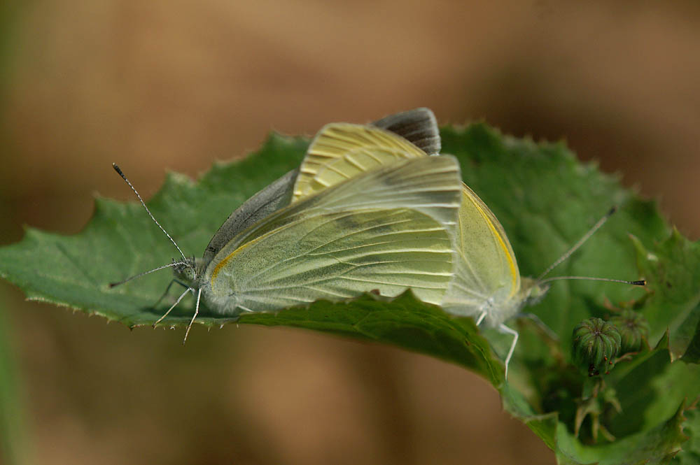 d0089024_20411695.jpg