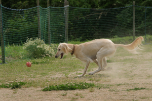 a0097735_2312672.jpg