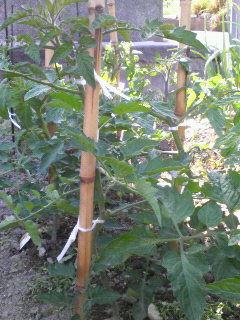 f0088647_1028202.jpg