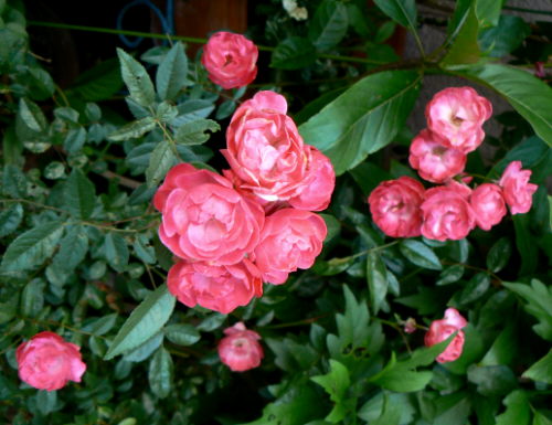 d0091754_238012.jpg