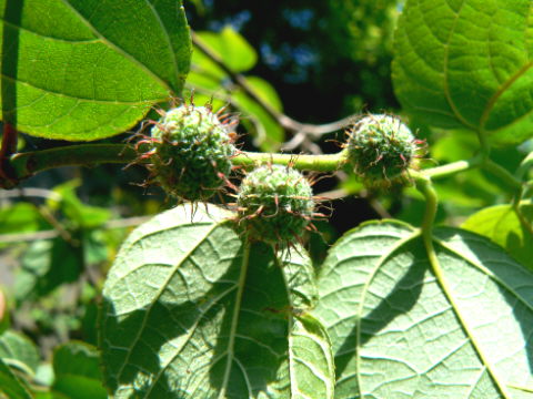 d0091754_416069.jpg