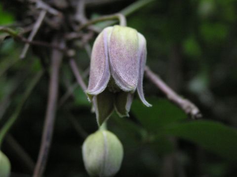 c0042869_11413852.jpg