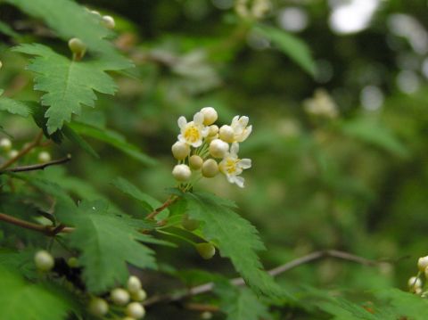 c0042869_11545933.jpg