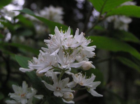c0042869_11553366.jpg