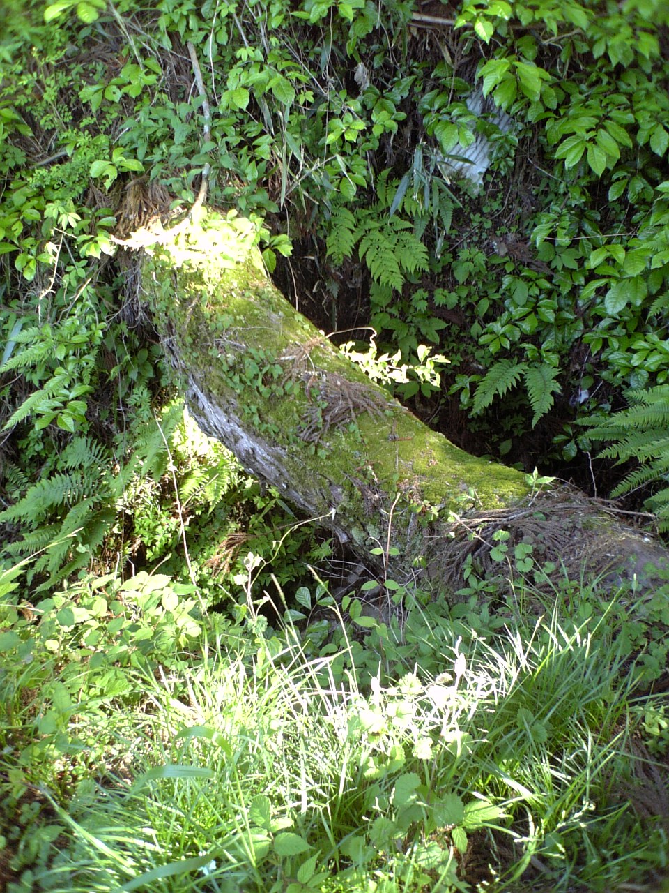 c0124776_6402917.jpg