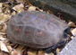 e0060483_2130971.jpg