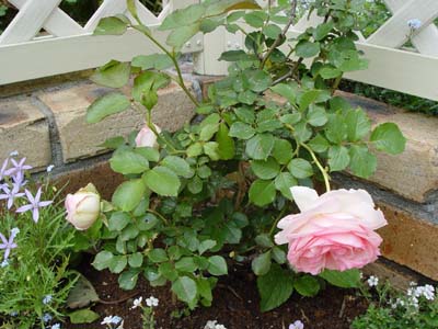 e0008586_237560.jpg