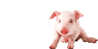 f0057324_216131.gif