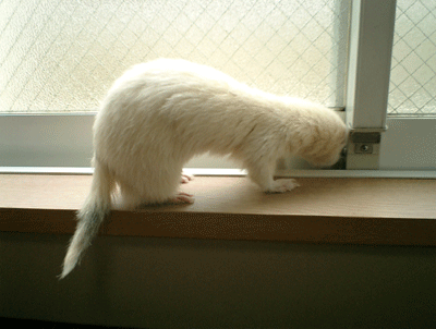 a0010836_1126516.gif