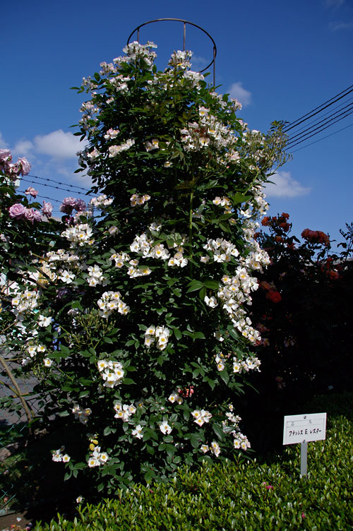 d0100156_23173151.jpg
