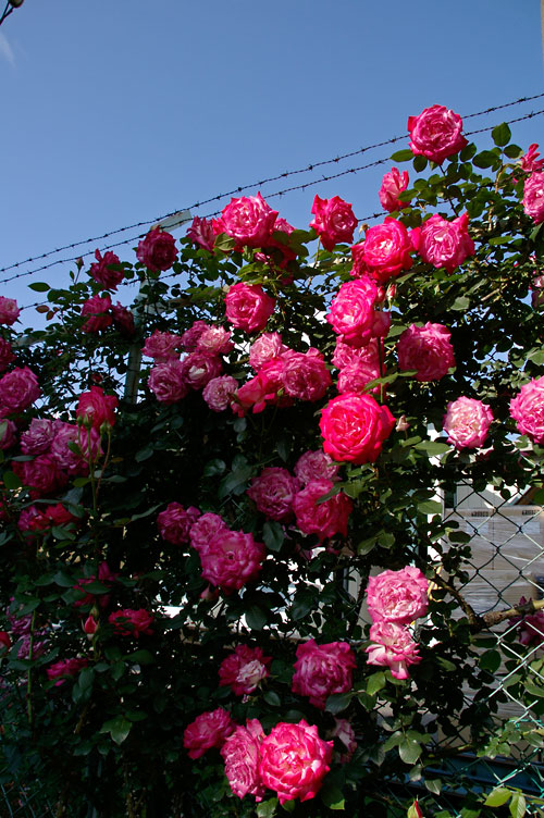 d0100156_23193679.jpg