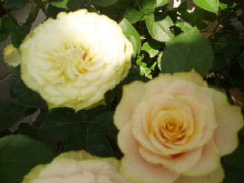 b0061261_22345156.jpg
