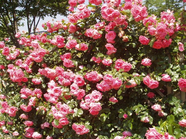 b0061261_22485660.jpg