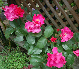 c0052470_11314750.jpg