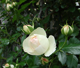 c0052470_1132212.jpg