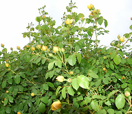 c0052470_11324579.jpg