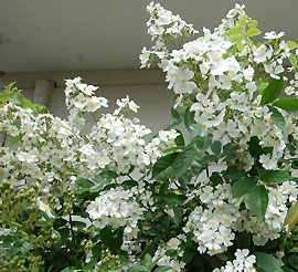 c0052470_11341213.jpg