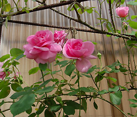 c0052470_1135182.jpg