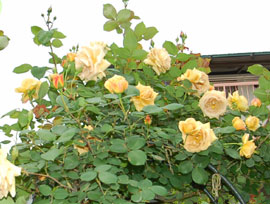 c0052470_11363097.jpg