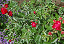 c0052470_1139318.jpg